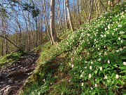 10 Anemoides nemorosa (Anemone dei boschi)